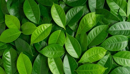 Top-down view of assorted green leaves with varied shades and textures, arranged in a seamless natural pattern