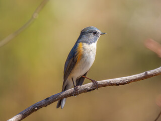 枝にとまるルリビタキ