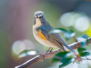 枝にとまるルリビタキ
