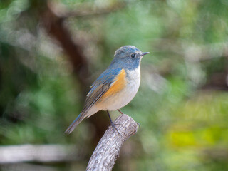 枝にとまるルリビタキ