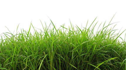 Green grass growing on transparent background for easy integration