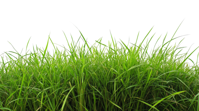 Green grass growing on transparent background for easy integration