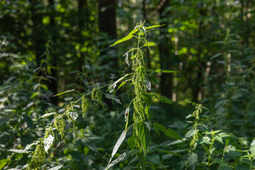 Beautiful wild nettle plants growing outdoors. Healthy organic nettle leaves