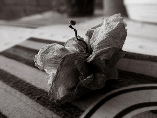 A Withered Orchid Petal on a Striped Placemat