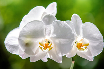 Branch of a white orchid on a green natural background