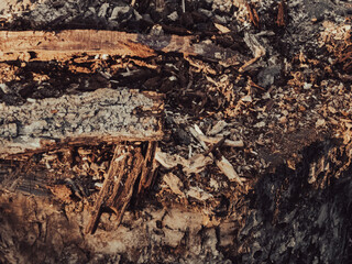 Macro Shot of Decaying Wood and Tree Bark