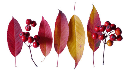 Autumnal Arrangement Red Berries and Colorful Leaves