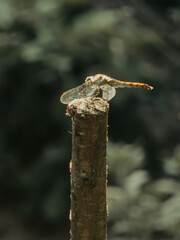 A Dragonfly Perched on a Wooden Stick