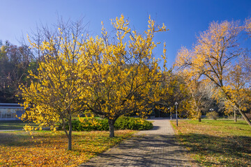 Tranquil autumn landscape in Taras Shevchenko National Reserve, Kaniv, Ukraine, featuring vibrant yellow foliage, a paved pathway, and clear blue skies, creating a serene and picturesque scene