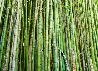 Obraz premium bamboo forest in Azores 