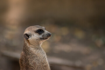 Fototapeta premium Close-up of a curious meerkat standing alert with a soft blurred background, showcasing its natural beauty and watchful expression.