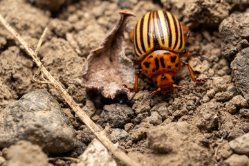 Potato - colorado bug on a ground
