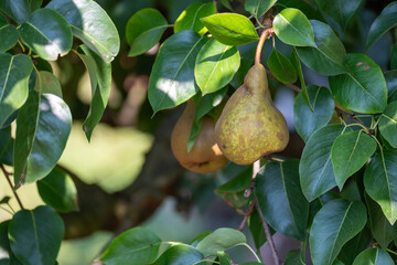 Pears hanging on branch