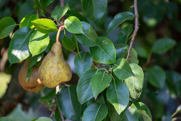 Pears hanging on branch