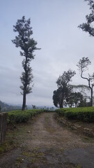 Obraz premium road in the tea plantation