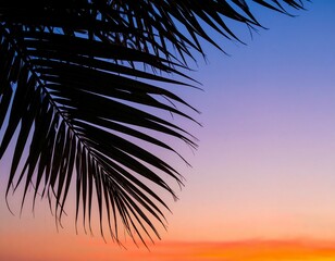 silhouette of palm tree