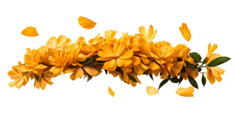 Wreath of vibrant yellow chrysanthemums and falling petals, cut out transparent