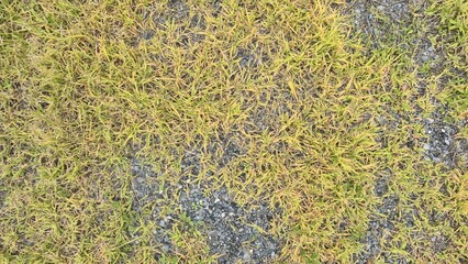 Gray gravel floor in the courtyard with grass. Outdoor gravel floor with plants. Texture of pebbles, gravel, grass growing.