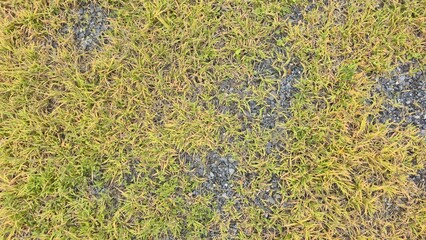 Gray gravel floor in the courtyard with grass. Outdoor gravel floor with plants. Texture of pebbles, gravel, grass growing.