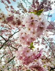 Plum tree flowers in early spring.