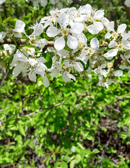 Close up of apple tree flowers on branch.