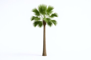 Isolated palm tree on a white background, suitable for architectural renderings and design projects