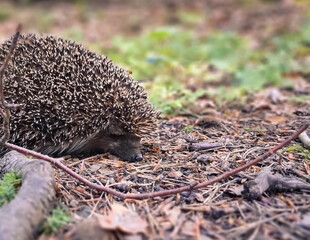 Young hedgehog in the forest.