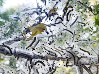Tent caterpillars inside silky web nest on tree branch - useful for pest control guides, biology studies, forestry education, and ecosystem illustrations; context: outdoor woodland habitat