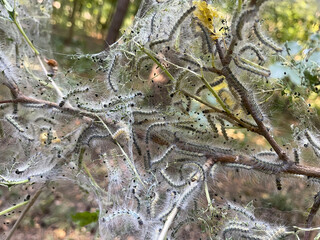 Tent caterpillars inside silky web nest on tree branch - useful for pest control guides, biology studies, forestry education, and ecosystem illustrations; context: outdoor woodland habitat
