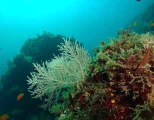 Underwater coral reef scene