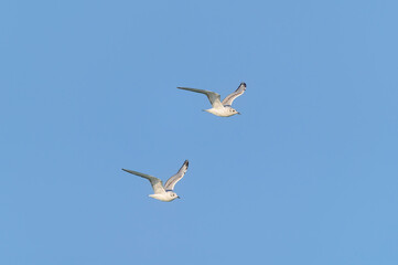 Young Bonaparte's Gulls in Flight at Pointe Pelee National Park, near Leamington, Ontario, Canada.