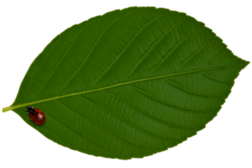 Ladybug on a Vivid Green Leaf with Textured Veins, cut out transparent
