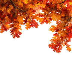 Autumn leaves against a black background (1)