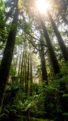 Fototapeta premium Lush forest canopy (3)