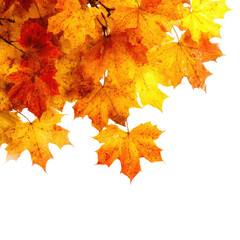 Fototapeta premium Autumn leaves against a black background (2)