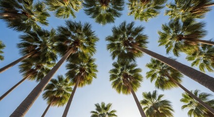 Fototapeta premium View looking up through palm trees toward a clear blue sky