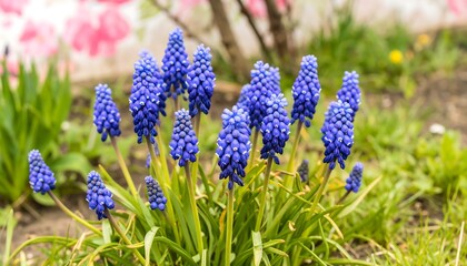 Vibrant blue flowers in garden