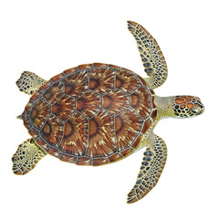 Fototapeta premium Hawksbill Sea Turtle illustration with intricate shell pattern isolated on transparent background