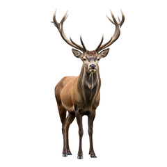 Obraz premium Majestic red deer stag with large antlers standing proudly isolated on transparent background