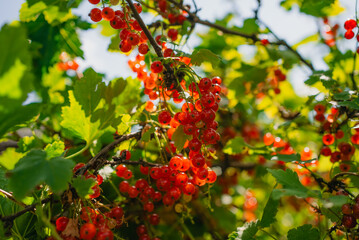 Obraz premium Bunches of ripe red currant berries are hanging from the branches of a bush, illuminated by sunlight in a fruit garden, creating a vibrant and fruitful scene
