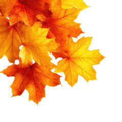 Obraz premium Autumn leaves in vibrant hues (1)