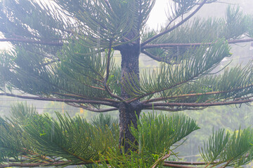 A lone pine tree stands in the fog by a mountain lake with a reflection of the scenic autumn landscape