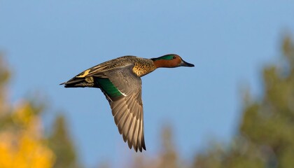 Teal duck in flight against a clear sky.