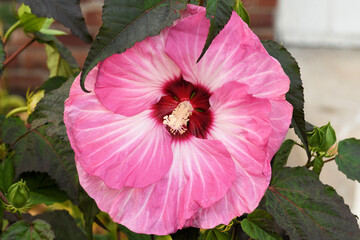 Beautiful Hibiscus Bloom Large Pink © Kathy Pemberton