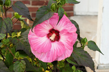 Pink, white, red huge hibiscus  © Kathy Pemberton