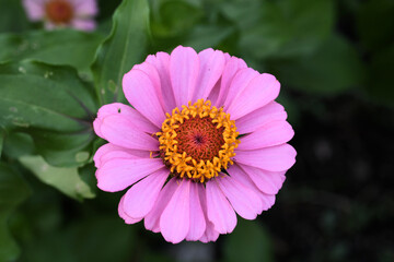 Obraz premium Zinnia Pink Bloom close up