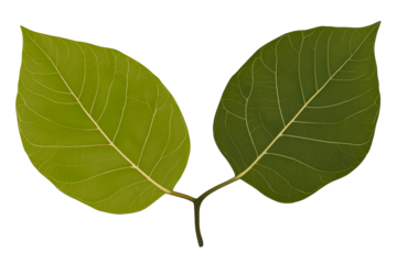 Two Green Leaves Connected by Stems on White Background, cut out transparent