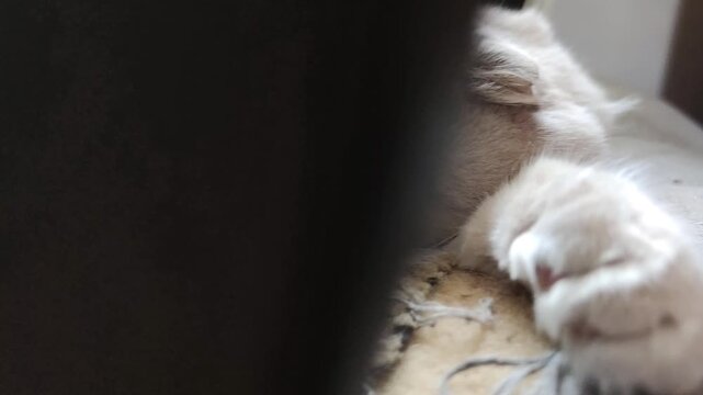 White scottish fold cat sleeps completely sprawled on couch with torn upholstery. Playful pet is naughty tears upholstery of furniture and rests. Cute big fluffy kitten black sofa. Close-up paws 