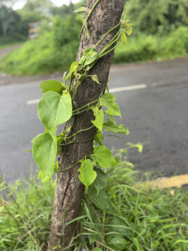Green plant in the garden
