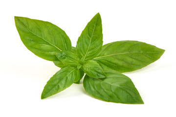 Basil Leaves, Ocimum basilicum, isolated on white background